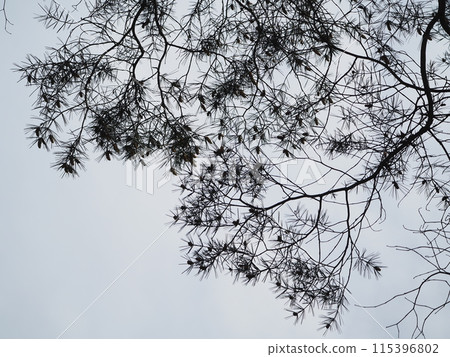 Fallen tree 115396802