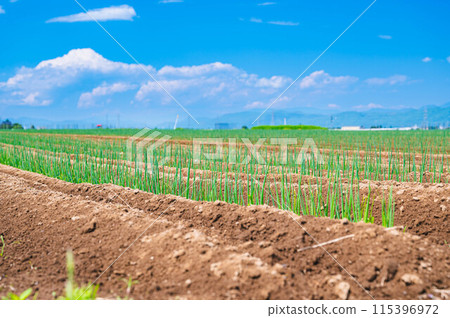 菜田松本蔥 菜田松本蔥 115396972