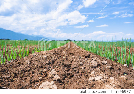 松本單蔥、菜田土 115396977