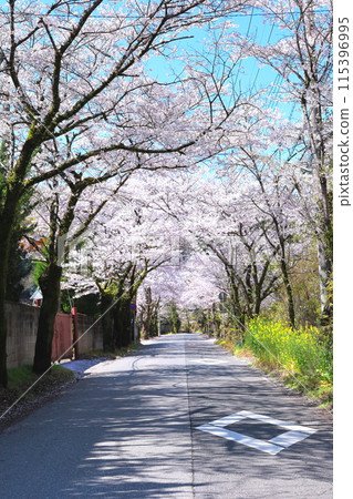 栃木市太平山風景道櫻花隧道 栃木市太平山風景道櫻花隧道 115396995
