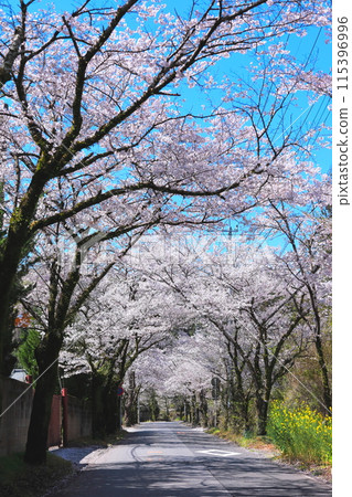 Tochigi City: Cherry Blossom Tunnel on Mount Taihei Sightseeing Road 115396996
