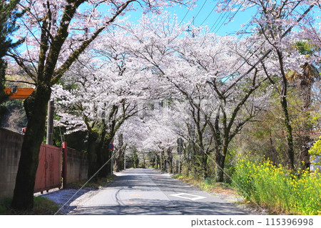 栃木市太平山風景道櫻花隧道 栃木市太平山風景道櫻花隧道 115396998
