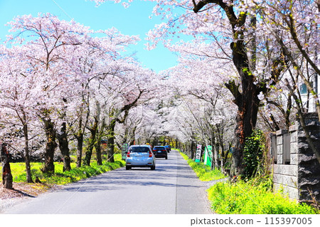 Tochigi City: Cherry Blossom Tunnel on Mount Taihei Sightseeing Road 115397005