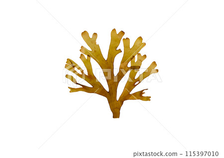 Forked ribbon seaweed or dictyota dichotoma isolated on white. Forked ribbon seaweed or dictyota dichotoma isolated on white. 115397010