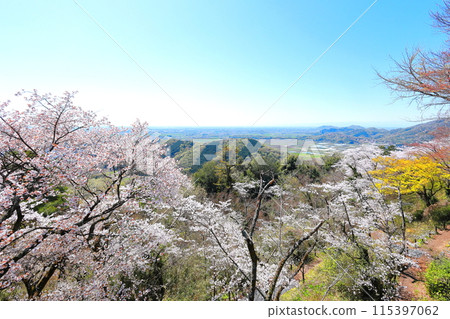 從劍心平出發的關東平原太平山櫻花盛開 從劍心平出發的關東平原太平山櫻花盛開 115397062