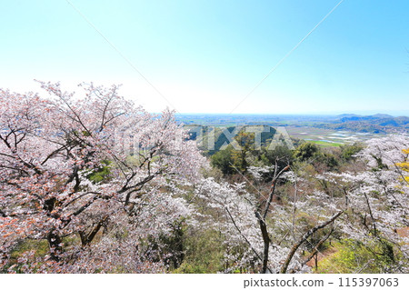 從太平山劍心平穿過櫻花盛開的關東平原 115397063