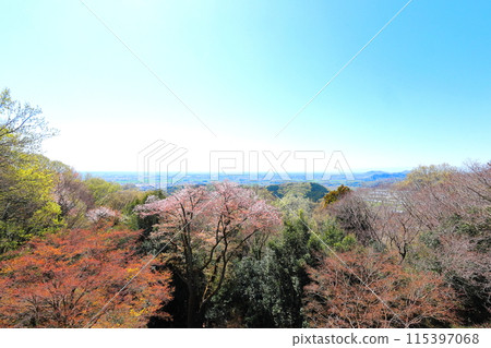 Mount Taihei: The Kanto Plain from Kenshindaira with cherry blossoms in full bloom Mount Taihei: The Kanto Plain from Kenshindaira with cherry blossoms in full bloom 115397068