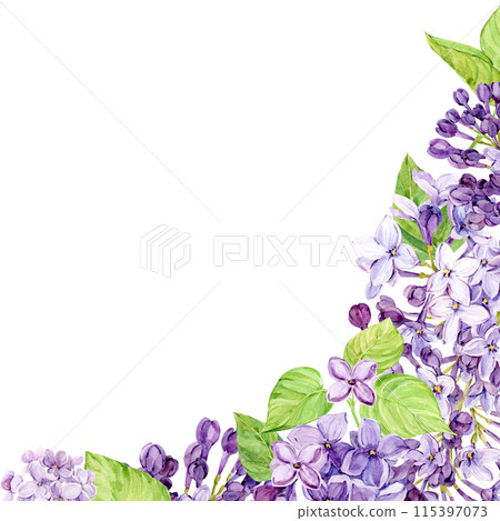 Corner composition of lilac flowers. Violet flowers on a transparent background. Watercolor illustration for the design of cosmetics, perfumes, greeting cards for Mother's Day, spring weddings. 115397073