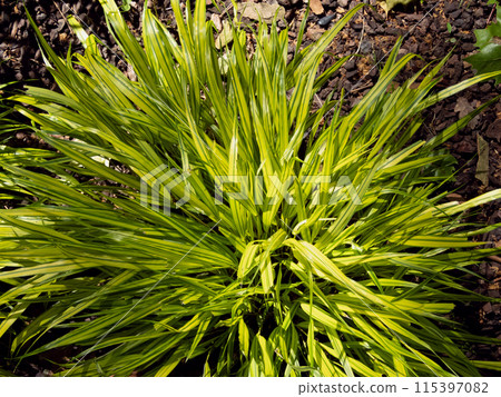 Hakone grass or Hakonechloa macra bright variegated clump. 115397082