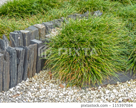 Green ornamental grass in the small urban garden 115397084