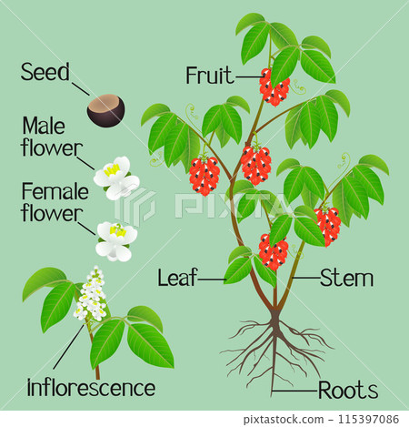 Parts of a guarana paullinia cupana plant on a green background. 115397086