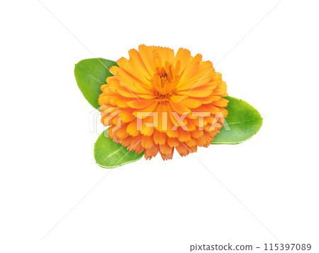 Marigold or calendula flower and leaves isolated on white Marigold or calendula flower and leaves isolated on white 115397089