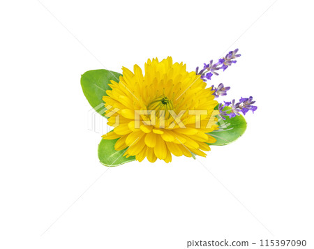 Marigold and lavender flowers bunch isolated on white 115397090