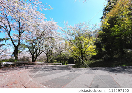 Cherry blossoms along Mount Taihei Sightseeing Road, Tochigi City, Tochigi Prefecture 115397100