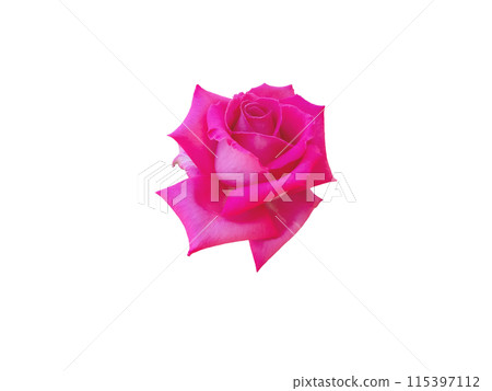 Pink rose flower isolated on white Pink rose flower isolated on white 115397112