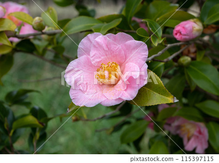 Pale pink camellia japonica or japanese camellia flower 115397115
