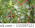 Cherries on a tree branch 115397121