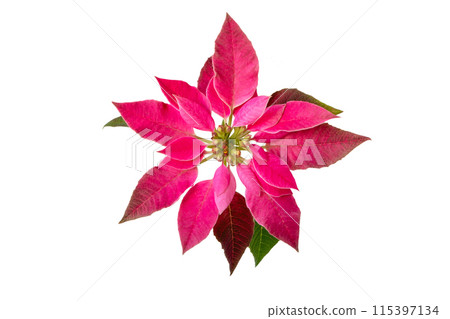 Pink poinsettia Christmas flower isolated on white 115397134
