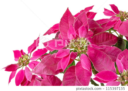 Poinsettia Christmas pink flowers isolated in the corner of white background 115397135