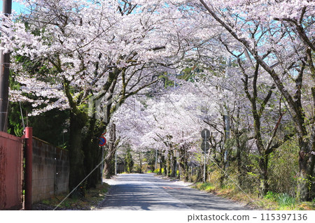 Tochigi City: Cherry Blossom Tunnel on Mount Taihei Sightseeing Road 115397136