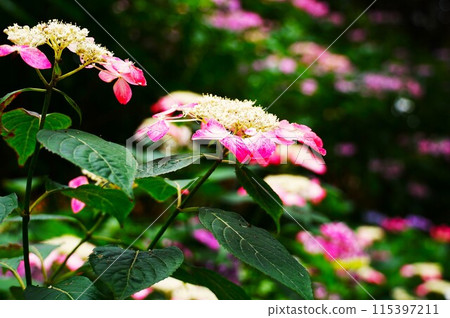 繡球花林、山繡球花盛開的風景（上） 115397211