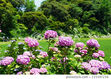 Hydrangea Forest - A landscape of purplish red hydrangea flowers in full bloom 115397238