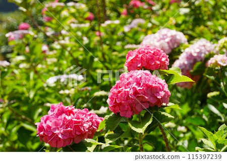 Hydrangea Forest - A close-up of pink hydrangea flowers in full bloom 115397239