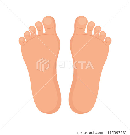 Human feet on a white background, anatomy of the human sole. Footprint illustration, human footprint symbol Human feet on a white background, anatomy of the human sole. Footprint illustration, human footprint symbol 115397381