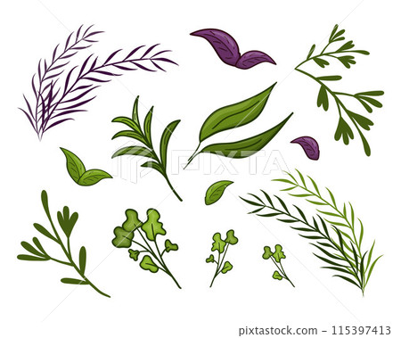 Set vector greenery. Parsley, bay leaf, rosemary, dill, basil, mint, lemongrass, melissa, tea, anise Set vector greenery. Parsley, bay leaf, rosemary, dill, basil, mint, lemongrass, melissa, tea, anise 115397413