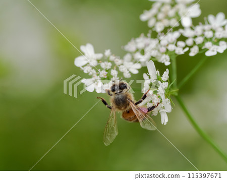 A bee A bee 115397671