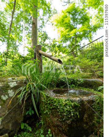 Moss 115397680