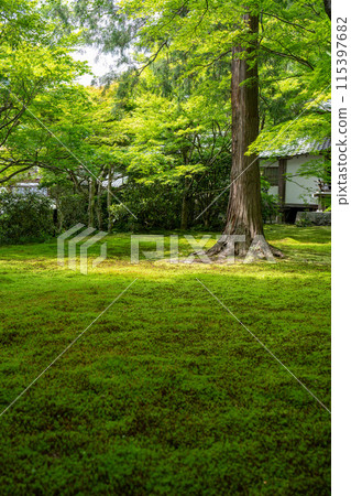 A garden surrounded by fresh greenery 115397682