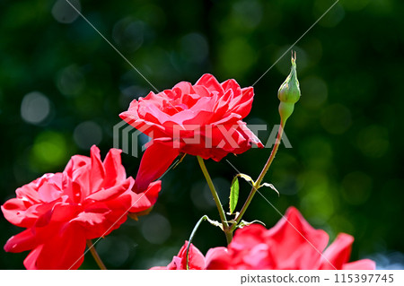 玫瑰紅 115397745
