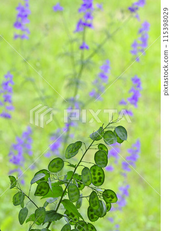 Leaves in the forest Leaves in the forest 115398029