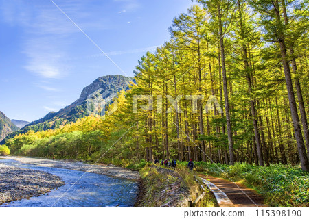 [秋天的上高地]梓川沿岸的落葉松林 115398190