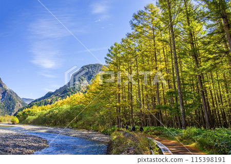 [秋天的上高地]梓川沿岸的落葉松林 115398191