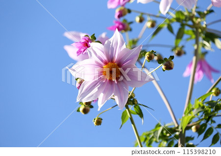 皇帝大麗花花在藍天發光 115398210