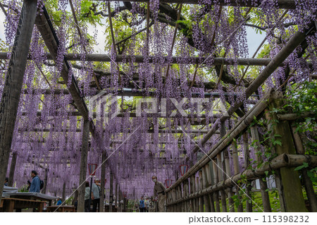 從國家天然紀念物熊野長藤（位於靜岡縣磐田市）下方看到的紫藤架 115398232