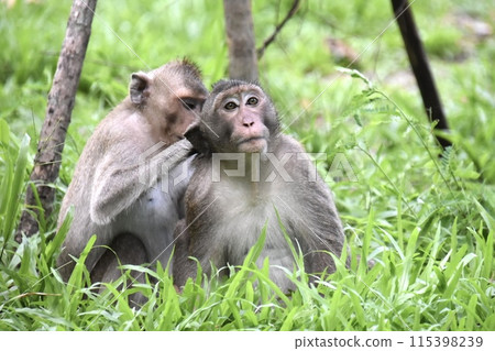 正在梳理的野生猴子 115398239