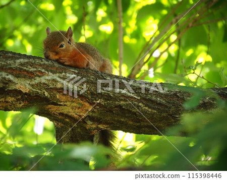 Squirrel sleeping on a tree Squirrel sleeping on a tree 115398446