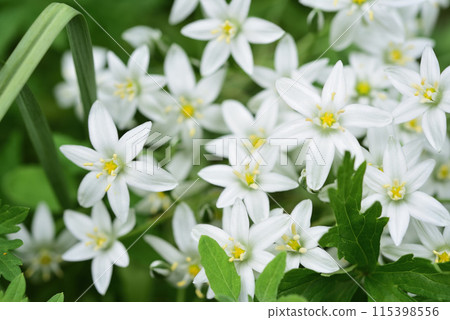 Small white flowers on a green bush. Ornithogalum umbellatum. Small white flowers on a green bush. Ornithogalum umbellatum. 115398556