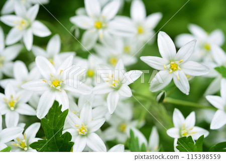 Small white flowers on a green bush. Ornithogalum umbellatum. 115398559