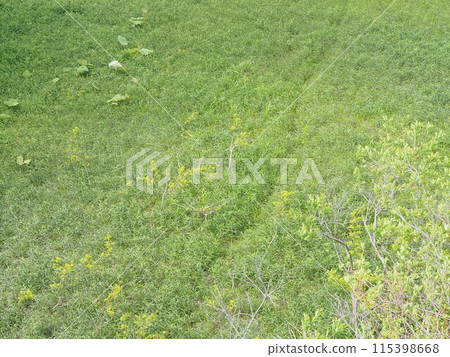 草叢中的動物蹤跡 草叢中的動物蹤跡 115398668
