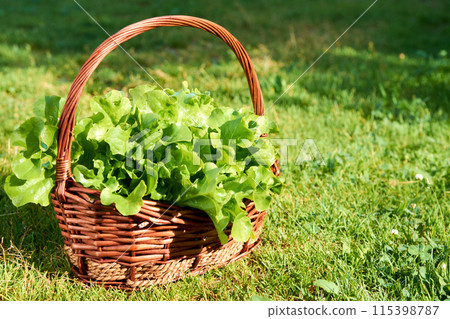iceberg Lettuce, green leaf lettuce. Salad plant, hydroponic vegetable leaves in the basket. Fresh organic plants grown on a mini farm 115398787