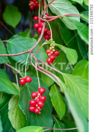Chinese Magnolia vine, Schisandra chinensis. Branch berries lemongrass. 115398792