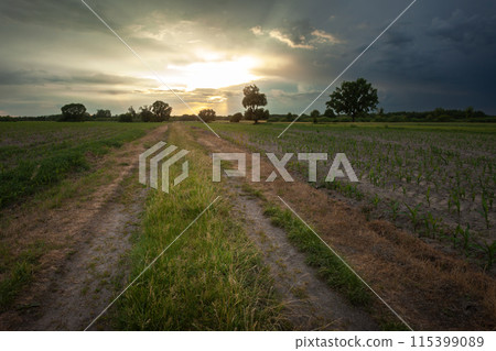 Dirt road through farmland and sunset in a stormy sky Dirt road through farmland and sunset in a stormy sky 115399089