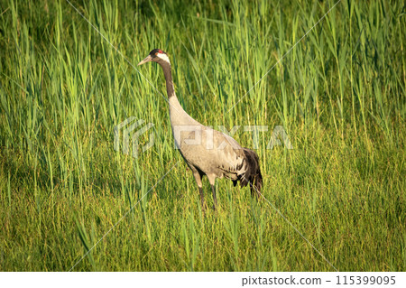 Close-up of a crane standing in the grass in a meadow 115399095
