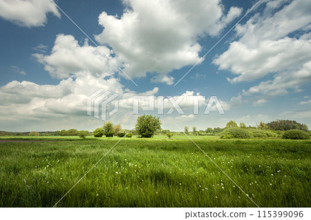 White clouds on a blue sky over a green meadow, Nowiny, Poland White clouds on a blue sky over a green meadow, Nowiny, Poland 115399096