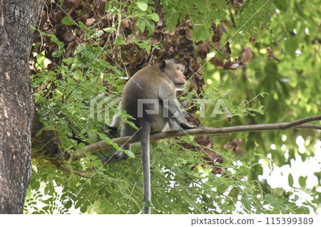 Wild monkey climbing a tree 115399389