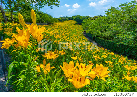 Yukari no Yuri百合花Fukuroi市[靜岡縣] 115399737